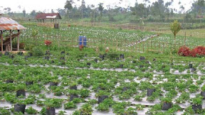 Various interesting tourist attractions in Kopeng