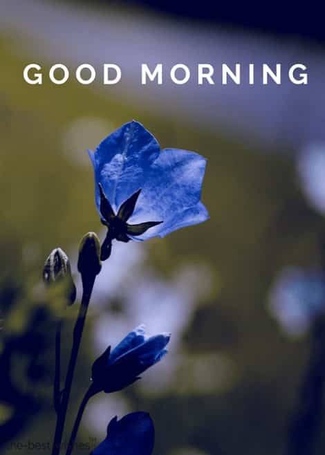 good-morning-monday-images-for-whatsapp good morning monday images for whatsapp