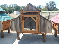 weblog valdez marc coop chicken mini