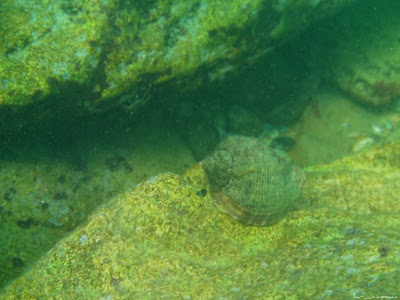 Marea Neagra Black Sea underwater images poze subacvatice Melc-de-mare Rapana Veined-rapa-whelk Rapana-venosa Muricidae Rapan