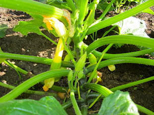 First Summer Squash of 2011.