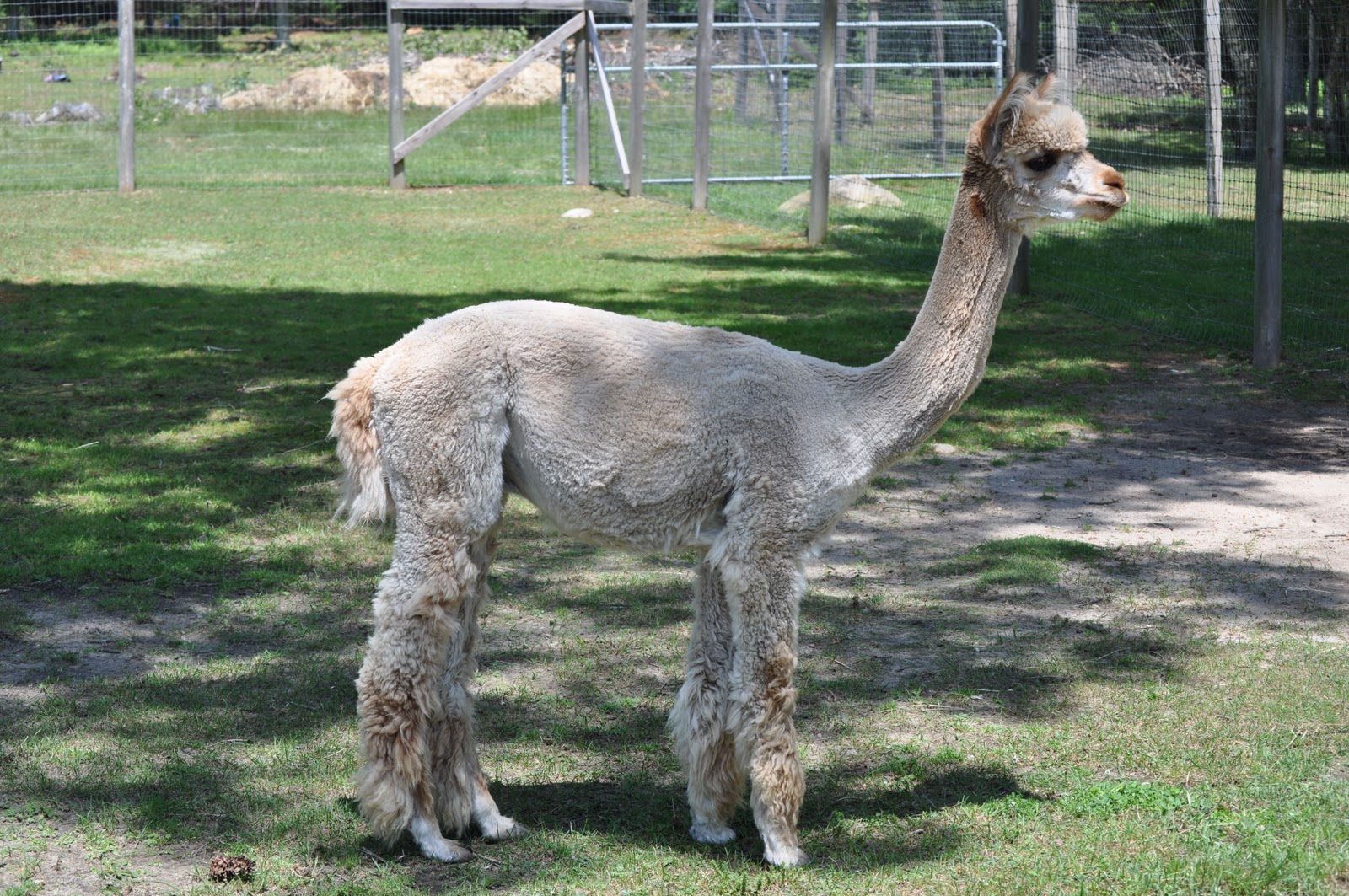 Lavender Hill Farm Alpacas Lavender Hill Farm's Yarn