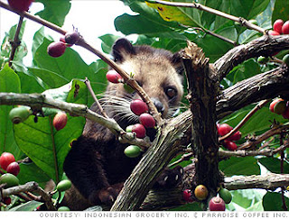 coffee for healthy skin, coffee and nutrition, Kopi Luwak prevent diabetes