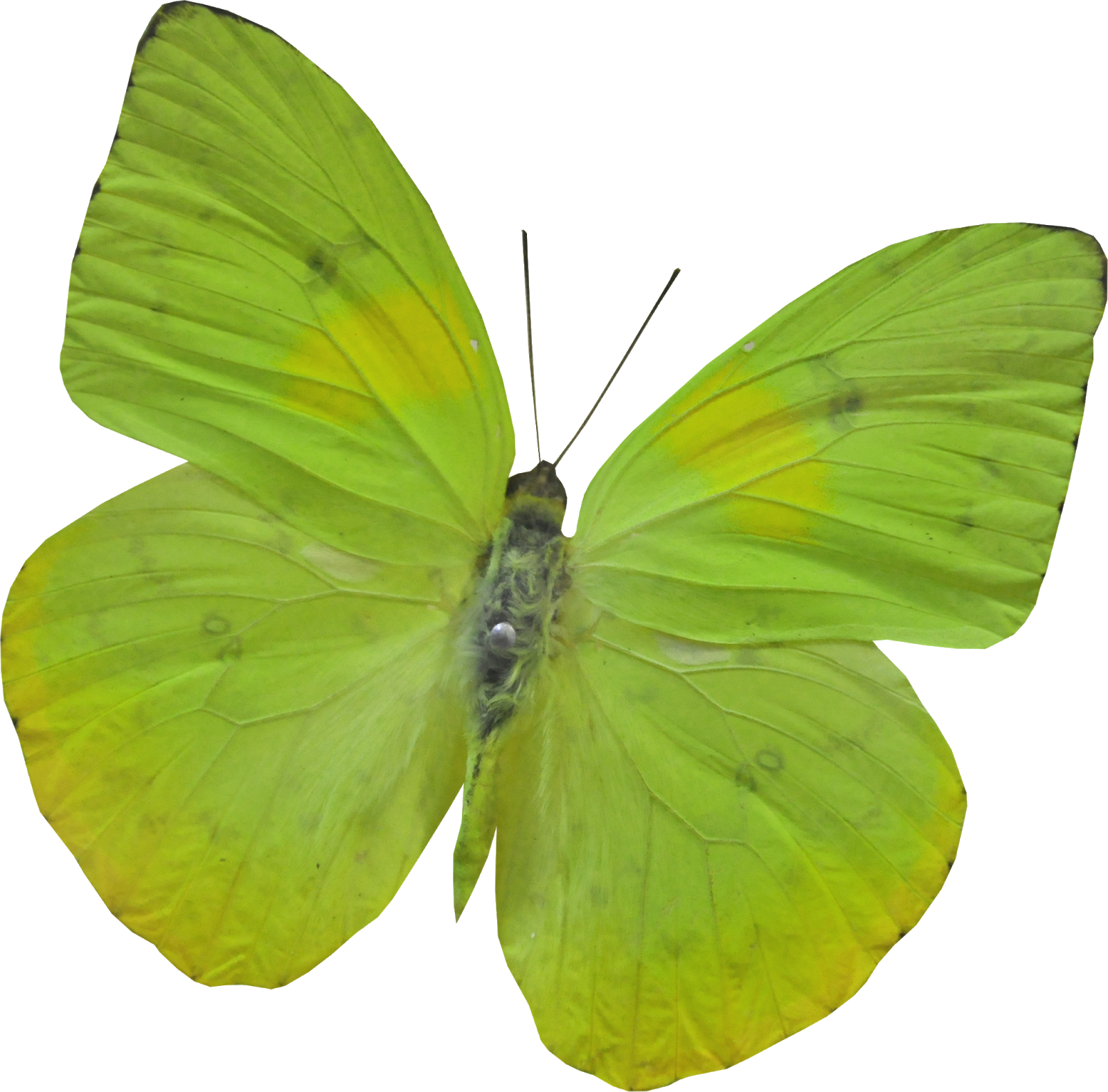 Желто зеленая бабочка. Бабочка Морфо аматонте. Зеленая бабочка. Бабочки зеленого цвета.