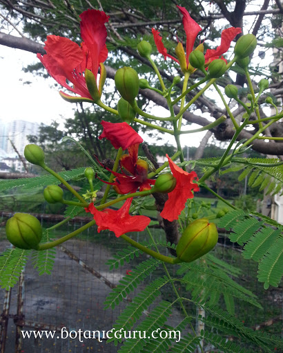 Delonix regia, Flamboyant, Royal Poinciana, Flame Tree