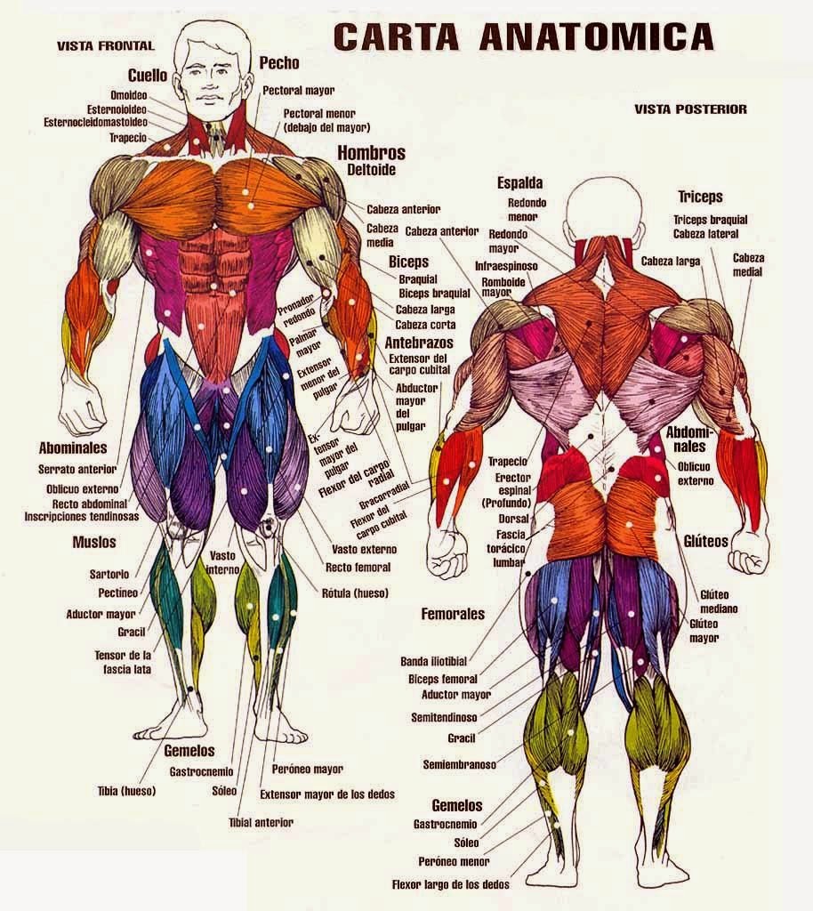 Imagenes Ethel ImÁgenes Del Cuerpo Humano Sus Nombres Sus Funciones Y