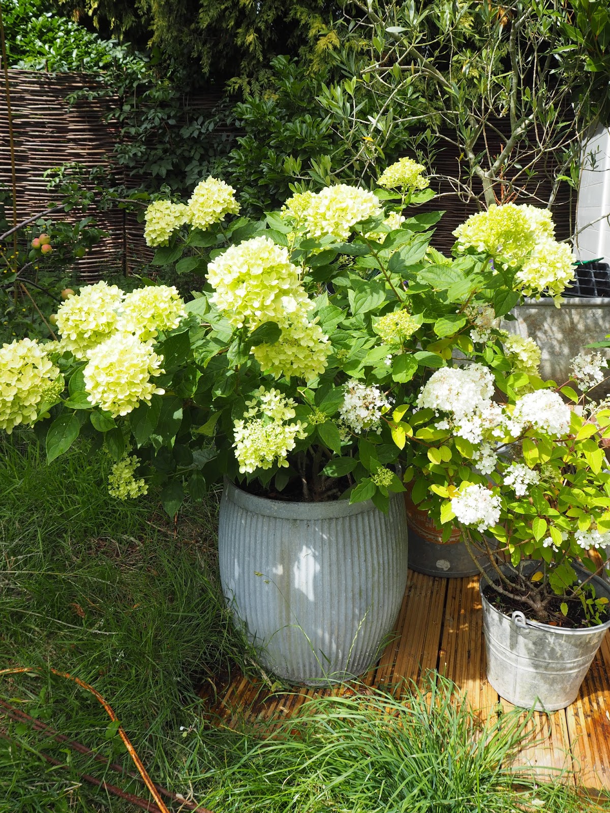 Limelight And Little Lime Hydrangea Great Shrubs For Any Garden