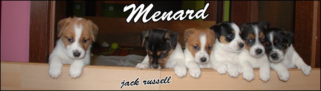 Menard & Jack Russell Terrier