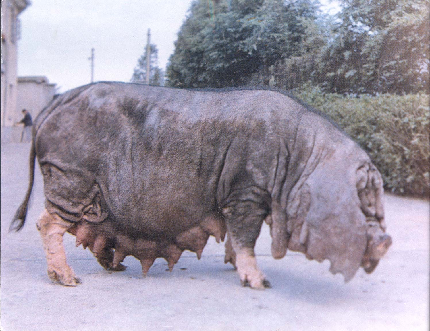Какое животное самое толстое. Китайская порода свиней Мейшан. Туклинская порода свиней. Порода свиней Темпо.