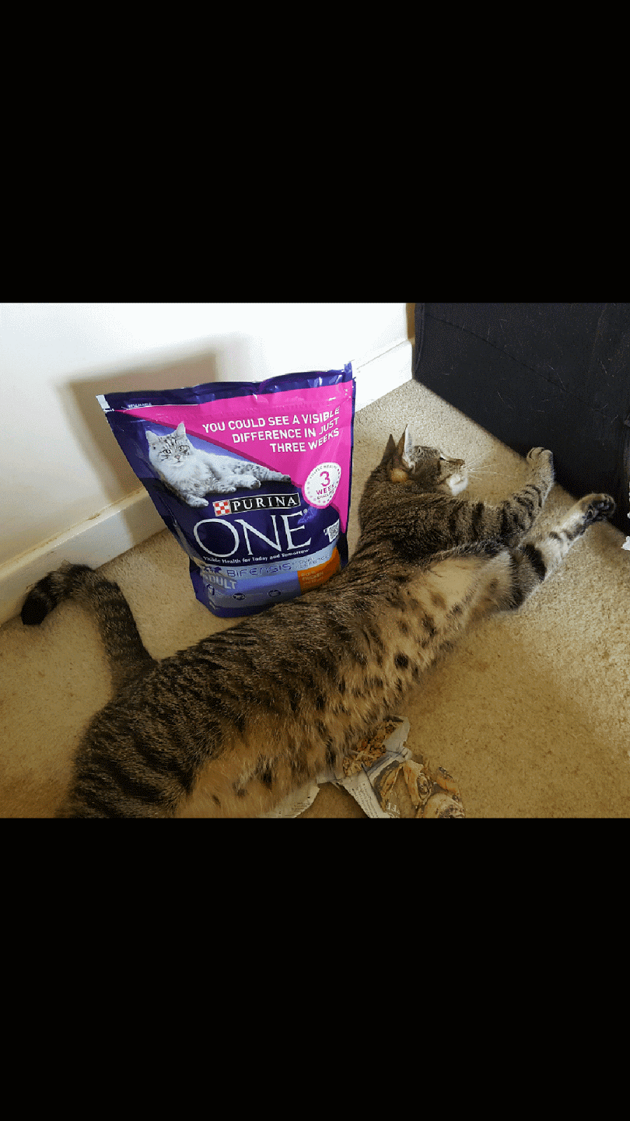 purina one bifensis test