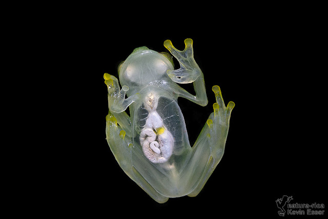 Hyalinobatrachium valerioi - transparent