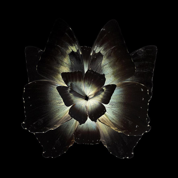 03-Seb-Janiak-Photographs-of-Butterfly-Wings-to-Resemble-Flowers-www-designstack-co