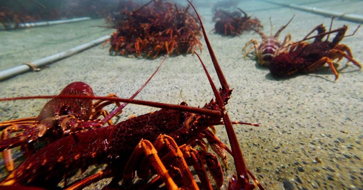 Lobster Benefits during Pregnancy for Baby and Mother Live Lobster