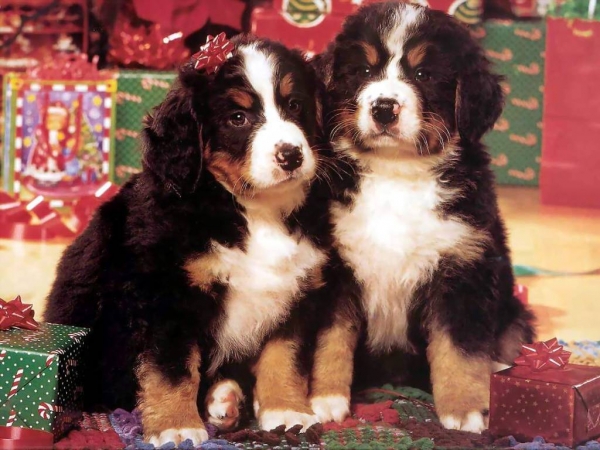 Christmas Dogs Cute Dresses 2013| Latest UK USA UAE Australia Europe ...