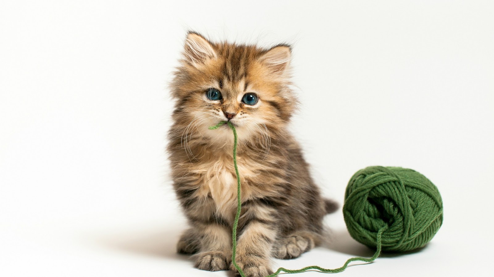 Kitten Green Wool Ball