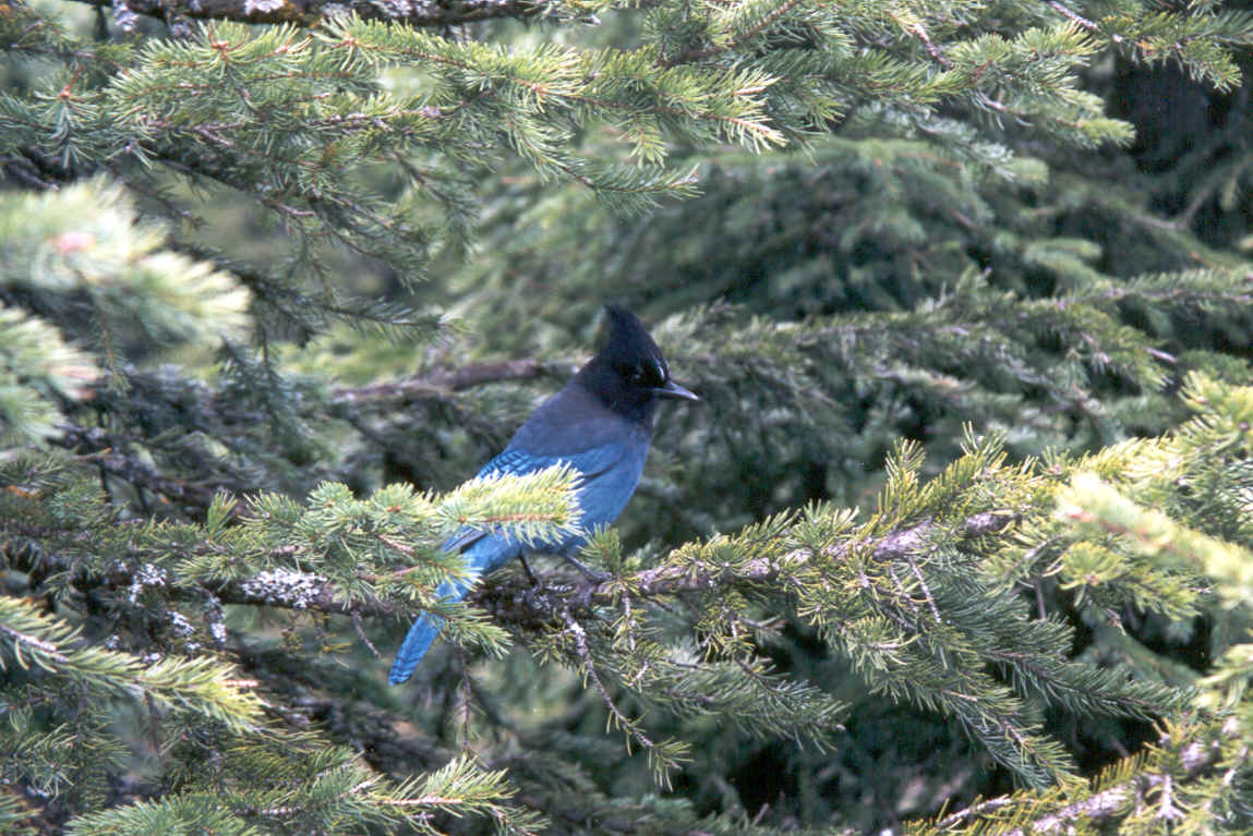 Bird In Everything Blue Jay Bird Habitat