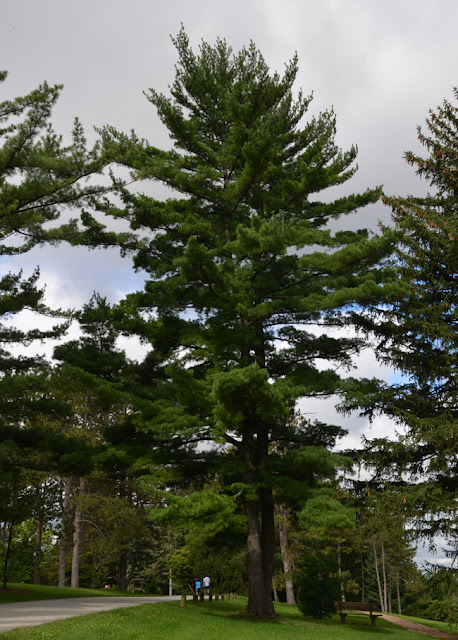 origine photo : https://selectree.calpoly.edu/tree-detail/pinus-strobus