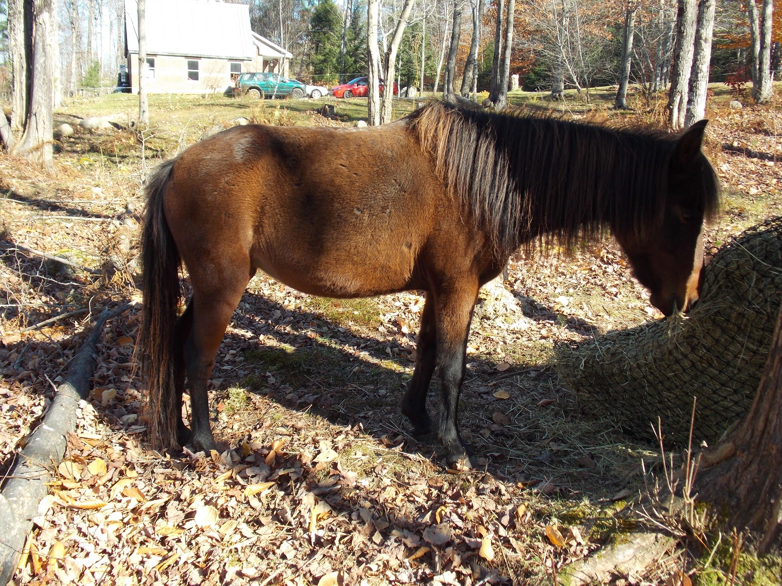 Farmed And Dangerous Slow Feed Hay Nets