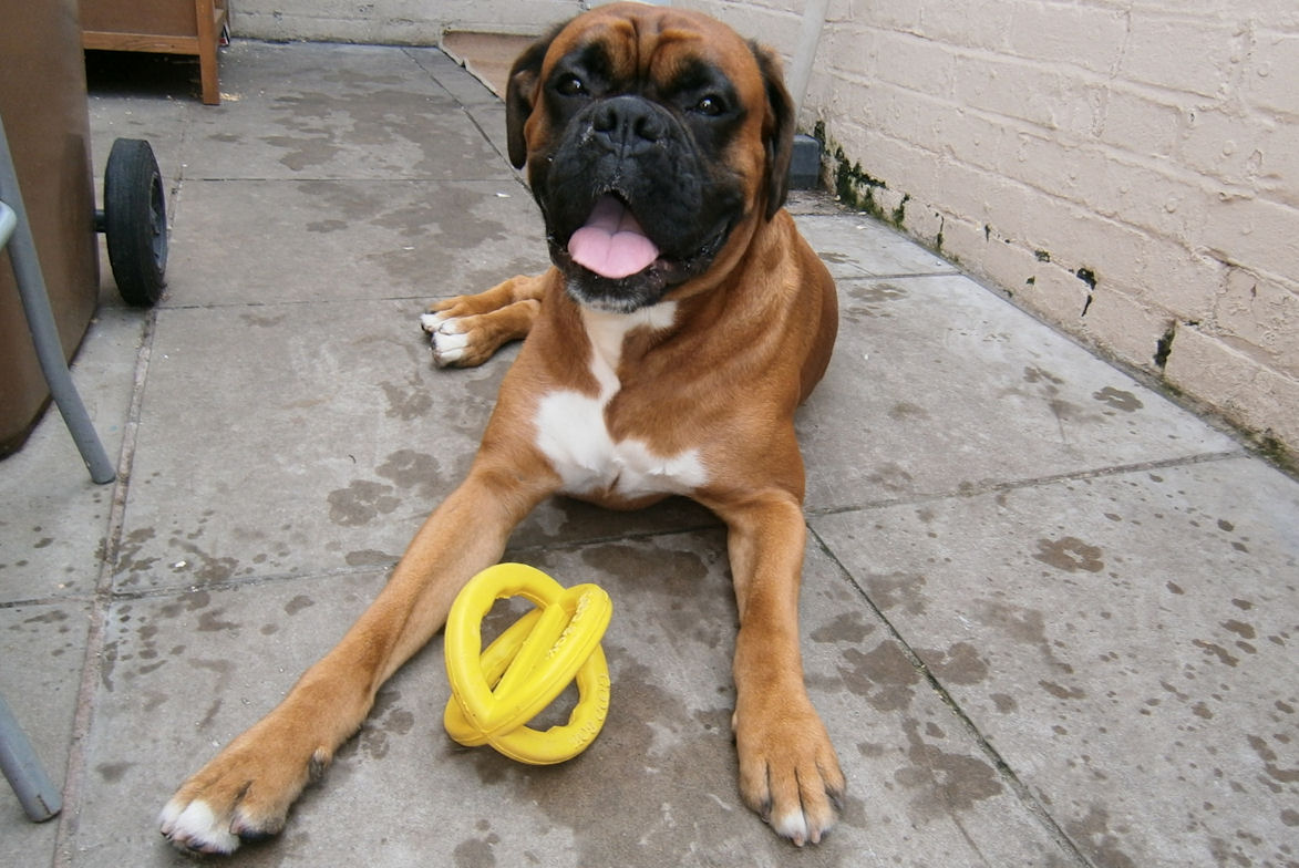 Boxer Dog Friends boxer dog and chew toy