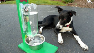 a dog lying next a bottled water