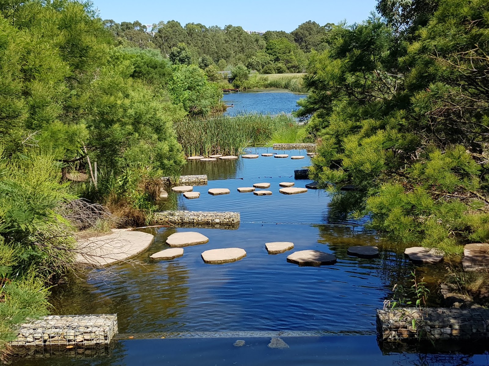 Sydney City and Suburbs Alexandria, Sydney Park, wetlands