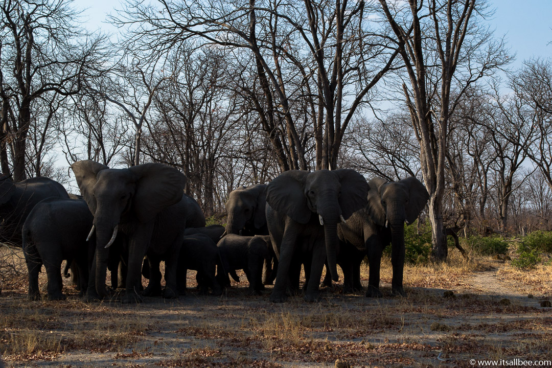 Visions of Wild In Africa's Botswana | Okavango Delta Safari