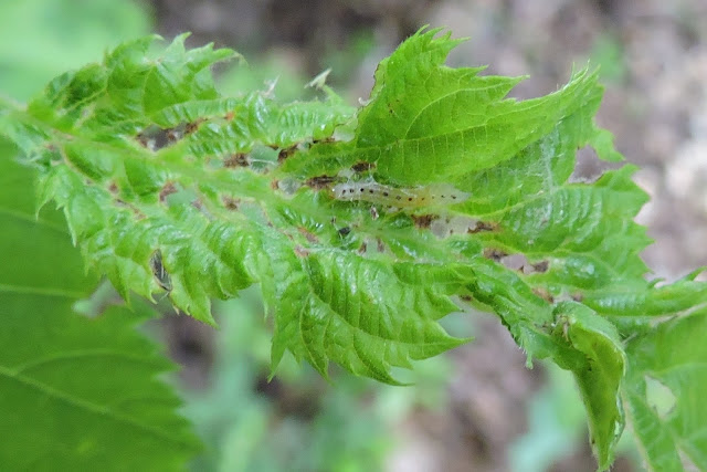 Small insect larva hiding on a leaf