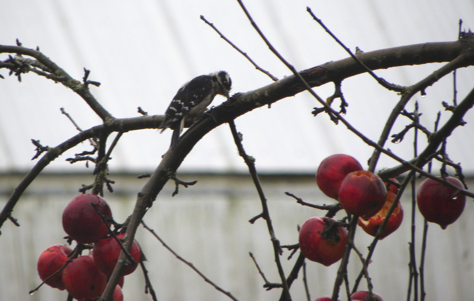 Birds Apple Tree Birds