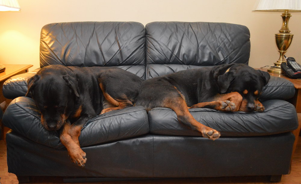 Living with Rottweilers Sleep aids