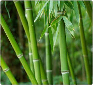  Bambu di kenal sebagai obat herbal yang berupa serutan batang bambu dan diberi nama Cina  Khasiat Bambu Yang Perlu di Ketahui