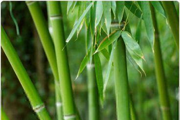 Khasiat Bambu Yang Perlu Di Ketahui