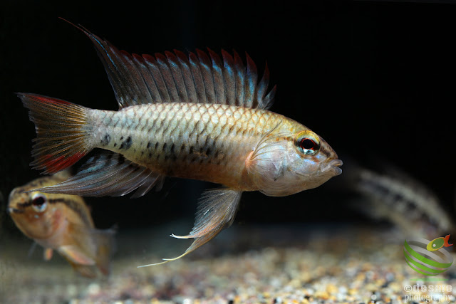 Apistogramma viejita