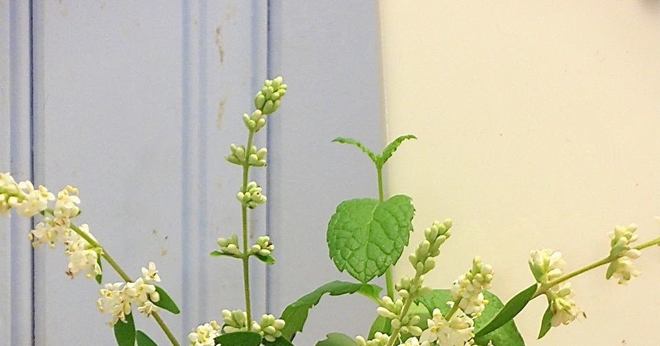Beyond Zephyr Pretty White Flowers