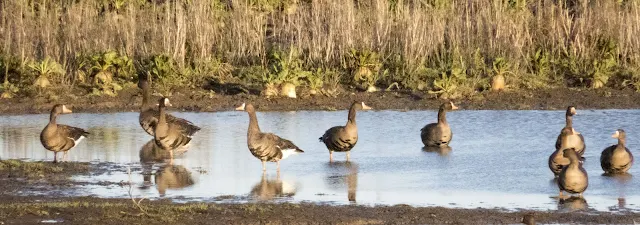 Greenland white-fronted geese overwintering at the Wexford Wildfowl Reserve