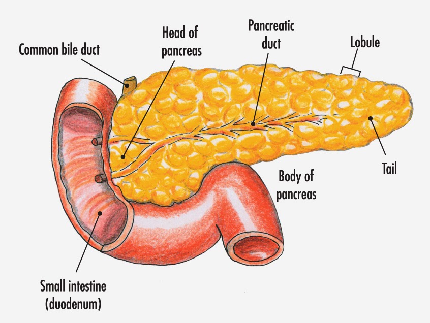  Pancreas The pancreas is an organ the upper abdomen. Enzymes (chemicals) made by cells in the pancreas pass into the gut to help digest food. The hormones insulin and glucagon are also made in the pancreas and help to regulate the blood sugar level.  What is the pancreas?  The pancreas is an organ in the upper abdomen. It is about the size of a hand.  Where is the pancreas found? The pancreas is in the upper abdomen and lies behind the stomach and intestines (guts). The pancreas has a connection to the duodenum (the first part of the gut, which is connected to the stomach) via a duct (tube). This connecting duct allows the enzymes produced by the pancreas to pass into the intestines.  What does the pancreas do? The pancreas has two main functions: • To make digestive enzymes which help us to digest food. Enzymes are special chemicals which help to speed up your body’s processes. • To make hormones which regulate our metabolism. Hormones are chemicals which can be released into the blood-stream. They act as messengers, affecting cells and tissues in distant parts of your body. About 90% of the pancreas is dedicated to making digestive enzymes. Cells called acinar cells within the pancreas produce these enzymes. The enzymes help to make proteins, fats and carbohydrates smaller. This helps the intestines to absorb these nutrients. The acinar cells also make a liquid which creates the right conditions for pancreatic enzymes to work. This is also known as pancreatic juice. The enzymes made by the pancreas include: • Pancreatic proteases (such as trypsin and chymotrypsin) help to digest proteins. • Pancreatic amylase which helps to digest carbohydrates (sugars). • Pancreatic lipase which helps to digest fat. Approximately 5% of the pancreas makes hormones which help to regulate your body’s metabolism. These hormones are made by several different cells which clump together like little 'islands' (islets) within the pancreas. The islets are called ‘islets of Langerhans’ and there are about one million islets dotted about in an adult pancreas. The hormones produced by the cells in the ‘islets of Langerhans’ within the pancreas include: • Insulin - which helps to regulate sugar levels in the blood. • Glucagon – which works with insulin to keep blood sugar levels balanced. • Somatostatin – helps to control the release of other hormones. • Gastrin – which aids digestion in the stomach.  How does the pancreas work?  The digestive enzymes produced by the pancreas are controlled by the body’s nervous system and its hormones. When the body senses food in the stomach, electrical signals are sent via nerves to the pancreas. These signals stimulate the pancreas to put more enzymes into the pancreatic juice. Acinar cells respond by increasing the amount of enzymes they produce. The enzymes leave the cells and pass into tiny ducts (tubes). These ducts join together like branches of a tree to form the main pancreatic duct. The pancreatic duct drains the enzymes produced into the duodenum (the part of the gut just after the stomach).   The enzymes are made in an inactive form so that they don’t digest the pancreas itself. Once they enter the intestines the enzymes are activated and can begin breaking food down.  The main hormones released by the pancreas are insulin and glucagon. These hormones help to regulate the amount of sugar found in the blood and the body’s cells. The body’s cells need energy to function. The most readily available form of energy is glucose, a type of sugar. Insulin helps to take glucose from the blood into the cells themselves. This allows the cells to function properly. Glucagon stimulates cells in the liver to release glucose into the blood when levels are low.  The pancreas carefully monitors the level of glucose in the blood. When levels of glucose are high in the blood, cells within the pancreas make insulin. Insulin gets released into the bloodstream where it causes glucose to move into cells. This decreases the amount of glucose in the blood stream, lowering blood sugar levels. Low blood sugar levels stimulate the pancreas to make glucagon. Glucagon works on cells in the liver causing the release of glucose. If sugar levels in the blood rise above normal, the pancreas stops releasing glucagon. Insulin may then be released to balance the system again.   This system helps to keep the level of glucose in your blood at a steady level. When you eat, levels of sugar in your blood rise and insulin helps to bring them down. Between meals, when your sugar levels fall, glucagon helps to keep them up.  Some disorders of the pancreas Cancer of the pancreas There are various types. The common type is called ductal adenocarcinoma of the pancreas and arises from cells of the pancreatic duct. This mainly occurs in people over 60. There are some rare types of cancer which arise from other types of cells within the pancreas. For example, cells in the pancreas that make insulin or glucagon can become cancerous ('insulinomas' and 'glucagonomas').  Acute pancreatitis This is when the pancreas becomes inflamed over a short time - within a few days or so. It causes abdominal pain. It usually settles in a few days but sometimes it becomes severe and very serious. The usual causes are gallstones or drinking a lot of alcohol.  Chronic pancreatitis This is when the inflammation in the pancreas is persistent. The inflammation tends to be less intense than acute pancreatitis but, as it is ongoing, it can cause scarring and damage. This can cause abdominal pain, poor digestion, diabetes and other complications. Drinking a lot of alcohol over a number of years is the common cause.  Type 1 diabetes With type 1 diabetes the pancreas stops making insulin. It is treated with insulin injections and a healthy diet.      ==--==