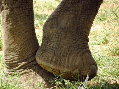 patas elefante, africa , áfrica, Kenya
