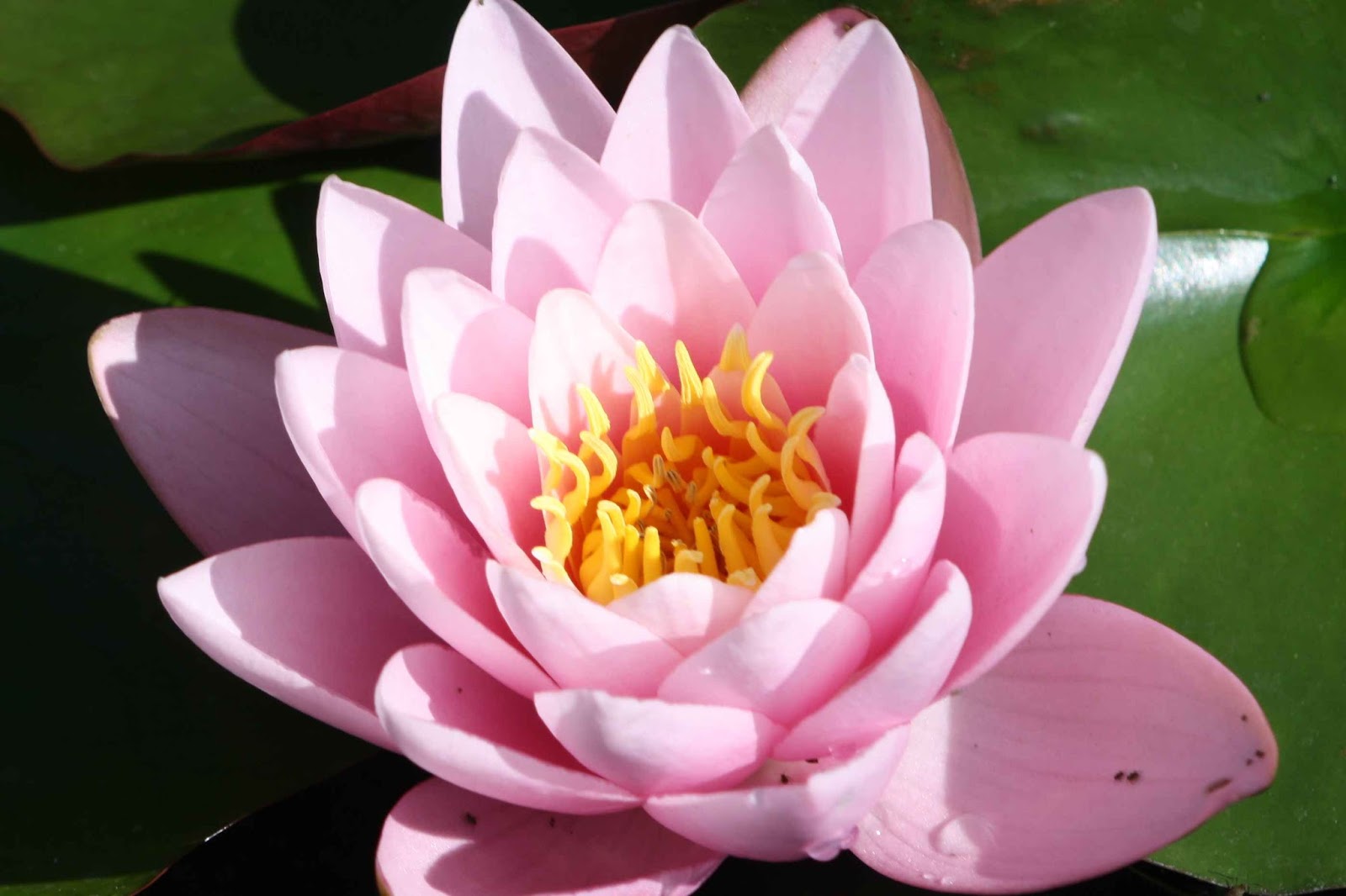 Nymphaea Tetragona