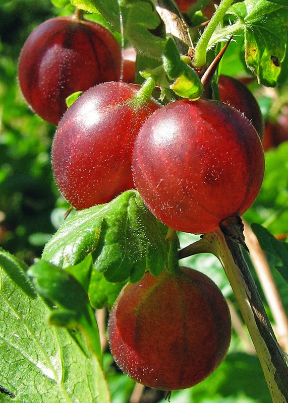 Gooseberry: Image Source: http://upload.wikimedia.org/wikipedia/commons/2/24/Stachelbeere_(Ribes_uva-crispa).jpg