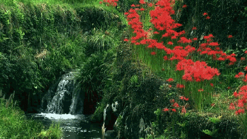 cachoeira florida