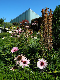 Echinacea coneflowers and Bear Breeches Acanthus hungaricus at the Toronto Botanical Garden by garden muses-not another Toronto gardening blog