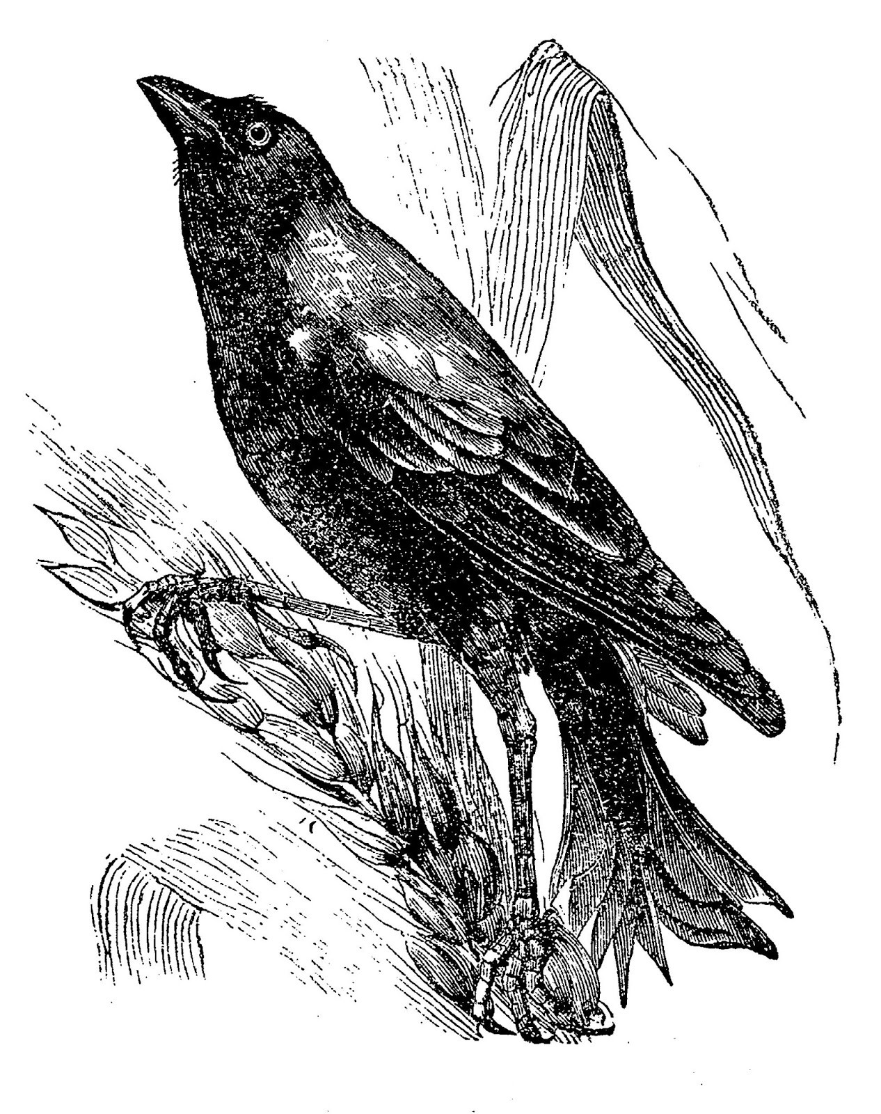 Digital Stamp Design: Vintage Free Crow Raven Drawing Bird Images ...