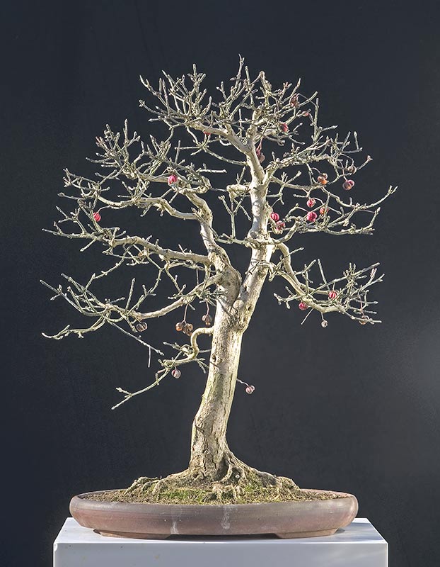 Walter Pall Bonsai Adventures Two Burning Bushes In Winter Burning Bush Euonymus Europea