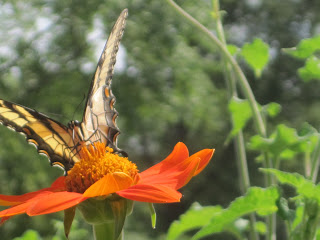 Butterfly on orange flower