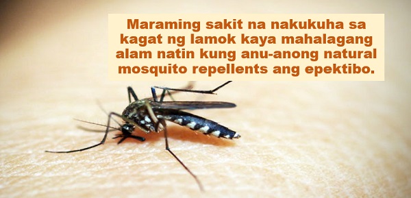 7 Natural Repellents That Protects You Against Dengue, Other Mosquito-borne Diseases  A number of diseases--such as  dengue, malaria, chikungunya virus, among others--can be caused by mosquito bite. With this, people should know the natural repellents that are best in driving mosquitoes away.    Advertisement  1. Cinnamon oil   According to a study conducted in Taiwan, cinnamon oil can kill off mosquito eggs and can also act as a repellent against adult mosquitoes.    To make a diluted one percent solution, one should mix 1/4 teaspoon (or 24 drops) of oil for every four ounces of water.   2. Soybean oil   The University of Florida Medical Entomology Laboratory disclosed that soybean-based products could provide long-lasting protection from mosquitoes.          3. Tea tree oil   A popular essential oil from Australia, tea tree oil is known for its antiseptic, antimicrobial, and anti-inflammatory properties. Recent studies, on the other hand, suggest that tea tree oil is also an effective insect repellent.   4. Lotus   According to the Asian Pacific Journal of Tropical Medicine, lotus is an effective mosquito repellent that also helps kill mosquito larvae.    Since lotus grows in water, it is a good option as a natural repellent in backyard ponds other than something that is applied topically.        5. Citronella   Citronella is an ingredient in many mosquito repellents. Candles made of citronella can provide up to 50 percent extra protection against mosquitoes.   6. Garlic   Mosquitoes cannot stand garlic. Eating lots of fresh garlic or taking it in capsules are both good mosquito repellent.   7. Mint   If you want a mosquito repellent that smells nice, tastes nice, and looks nice, then you should use mint.   For more protection against mosquitoes, you may also consider making a fly trap:   This article was filed under Health, Health news, Healthy life news, Newshealth, Healthy Living, Health blogs, Health benefits, Food, Natural, Mosquito-borne diseases, and Mosquito repellent.