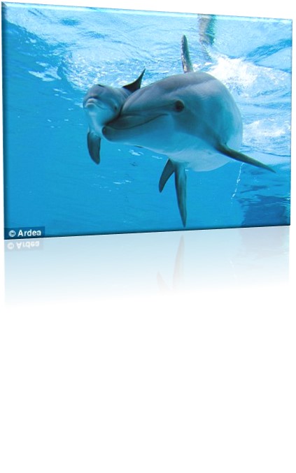 Näytä minulle ajeltu pillua