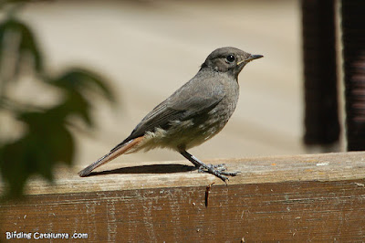 Cotxa fumada (Phoenicurus ochruros)