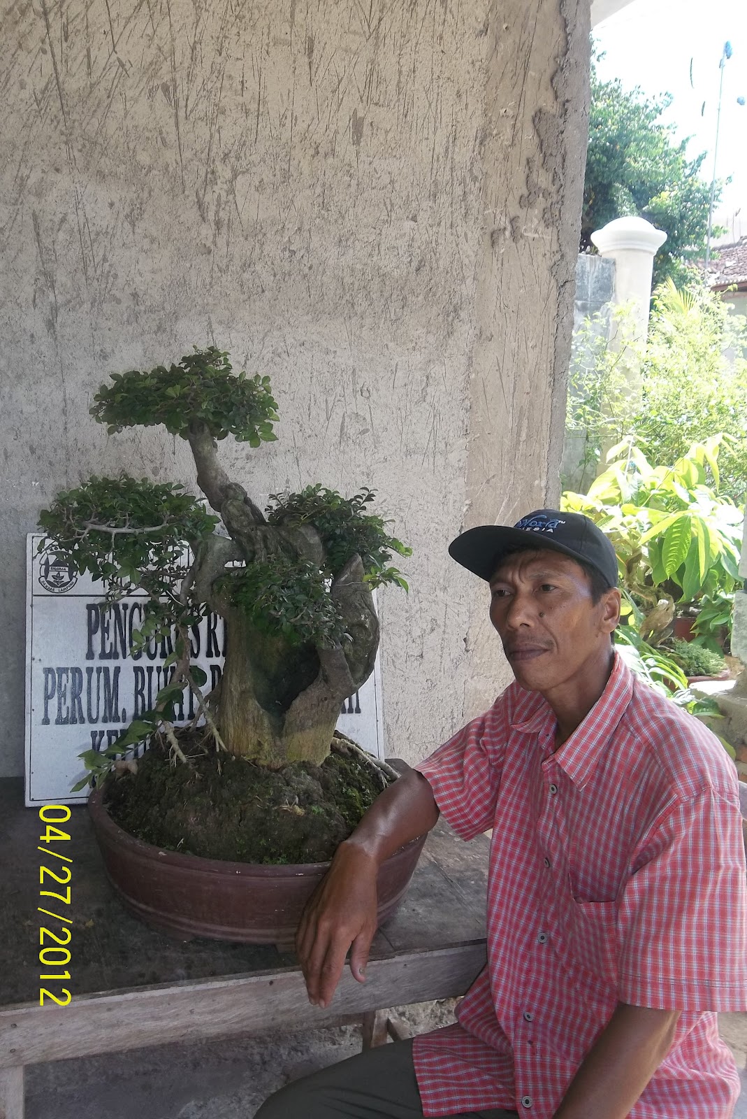 BONSAI TREES bahan bonsai serut3