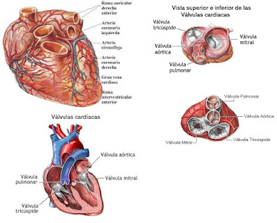 PARTES DEL CORAZON MAS COMPLETO Y DETALLADO Partes del corazón mas completo y detallado en diferentes ángulos