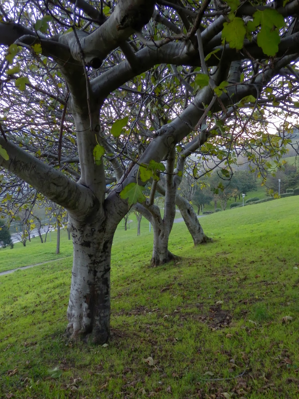 VIZCAYADO: HIGUERAS (FICUS CARICA)