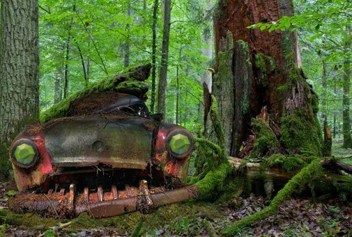 Abandoned Forest Treasure…